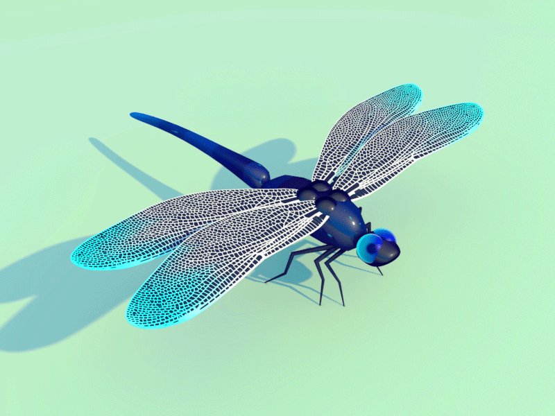 Libellule