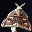 Papillon de nuit